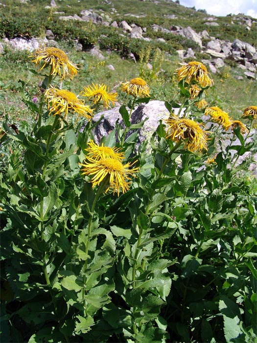 Изображение особи Inula grandiflora.