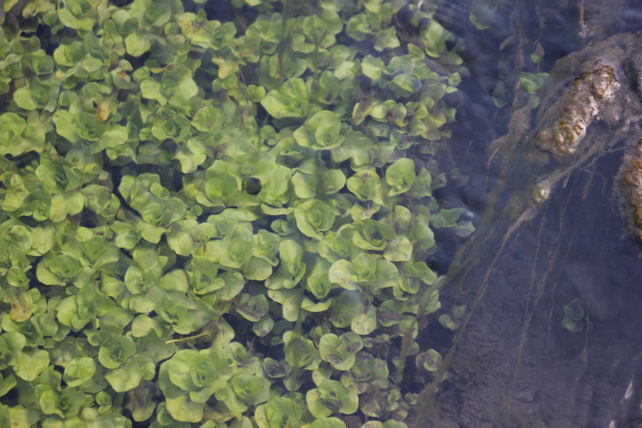 Image of Veronica anagallis-aquatica specimen.