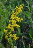 Galium verum. Соцветие. Алтайский край, Ребрихинский р-н, окр. с. Касмалинка, луг. 26.06.2021.