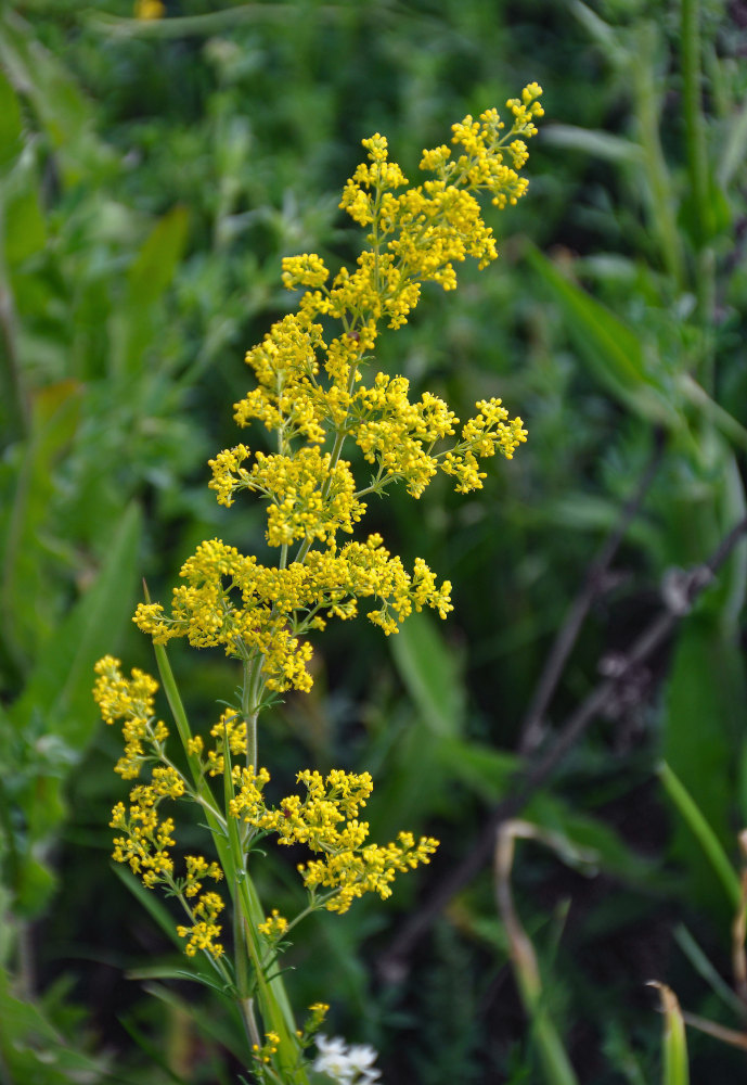 Изображение особи Galium verum.