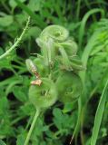 Medicago glutinosa