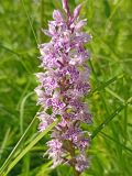 Dactylorhiza fuchsii