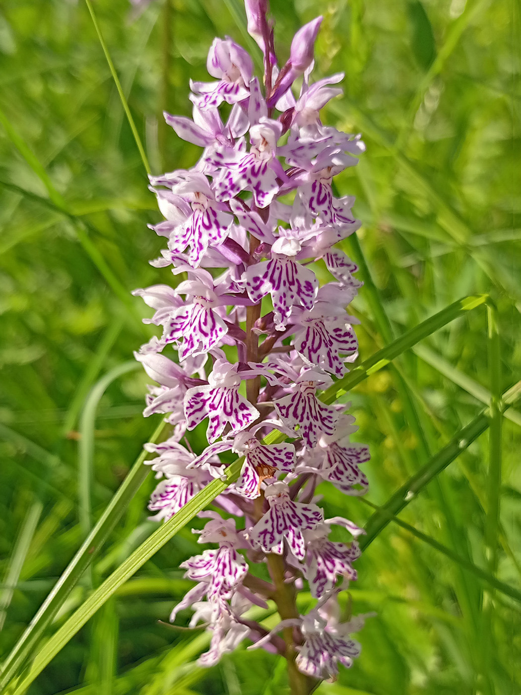 Image of Dactylorhiza fuchsii specimen.