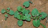 Lamium amplexicaule