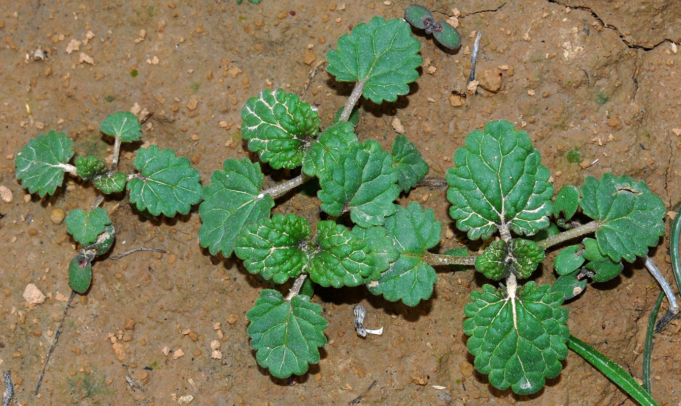 Image of Lamium amplexicaule specimen.