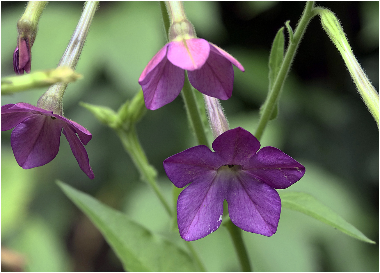 Изображение особи Nicotiana alata.