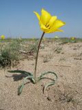 Tulipa lehmanniana. Цветущее растение. Южный Казахстан, Жамбылская обл., Жамбылский р-н, 4 км к северу от с. Каракемер, Талас-Ассинское междуречье, пески. 13 апреля 2022 г.