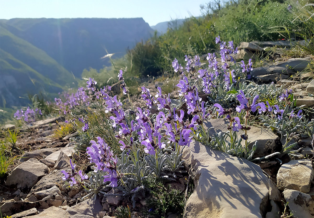 Изображение особи Salvia canescens var. daghestanica.