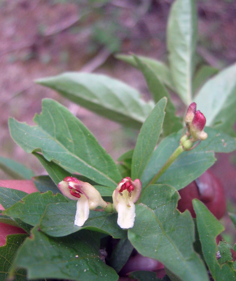 Изображение особи Lonicera karelinii.