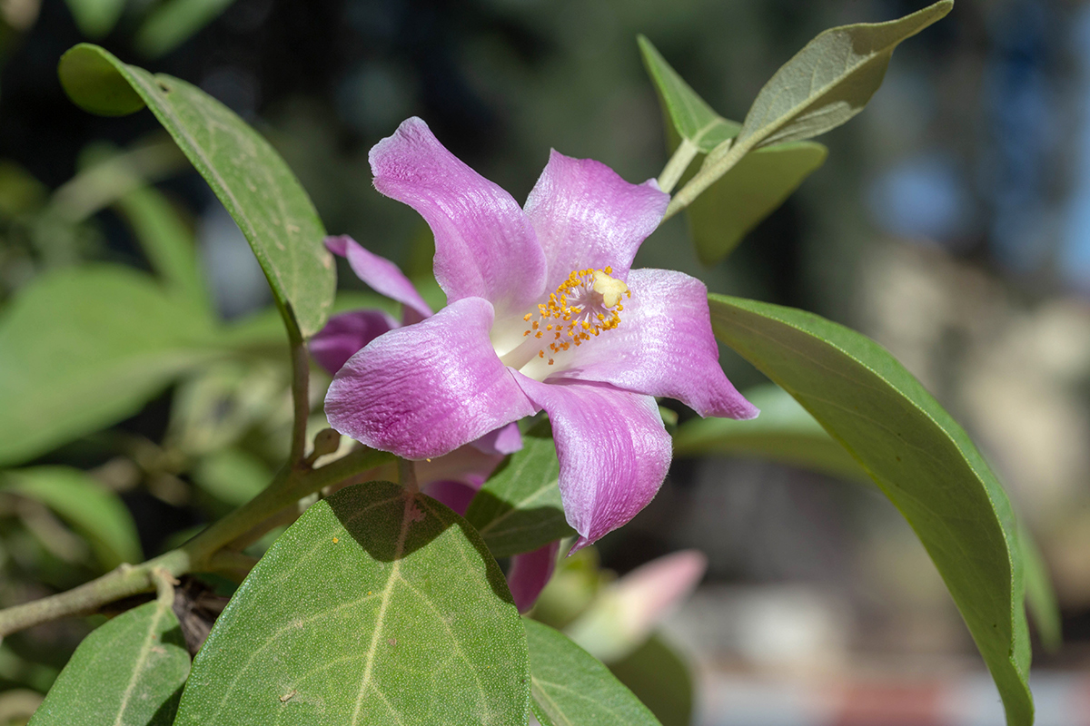 Image of Lagunaria patersonia specimen.