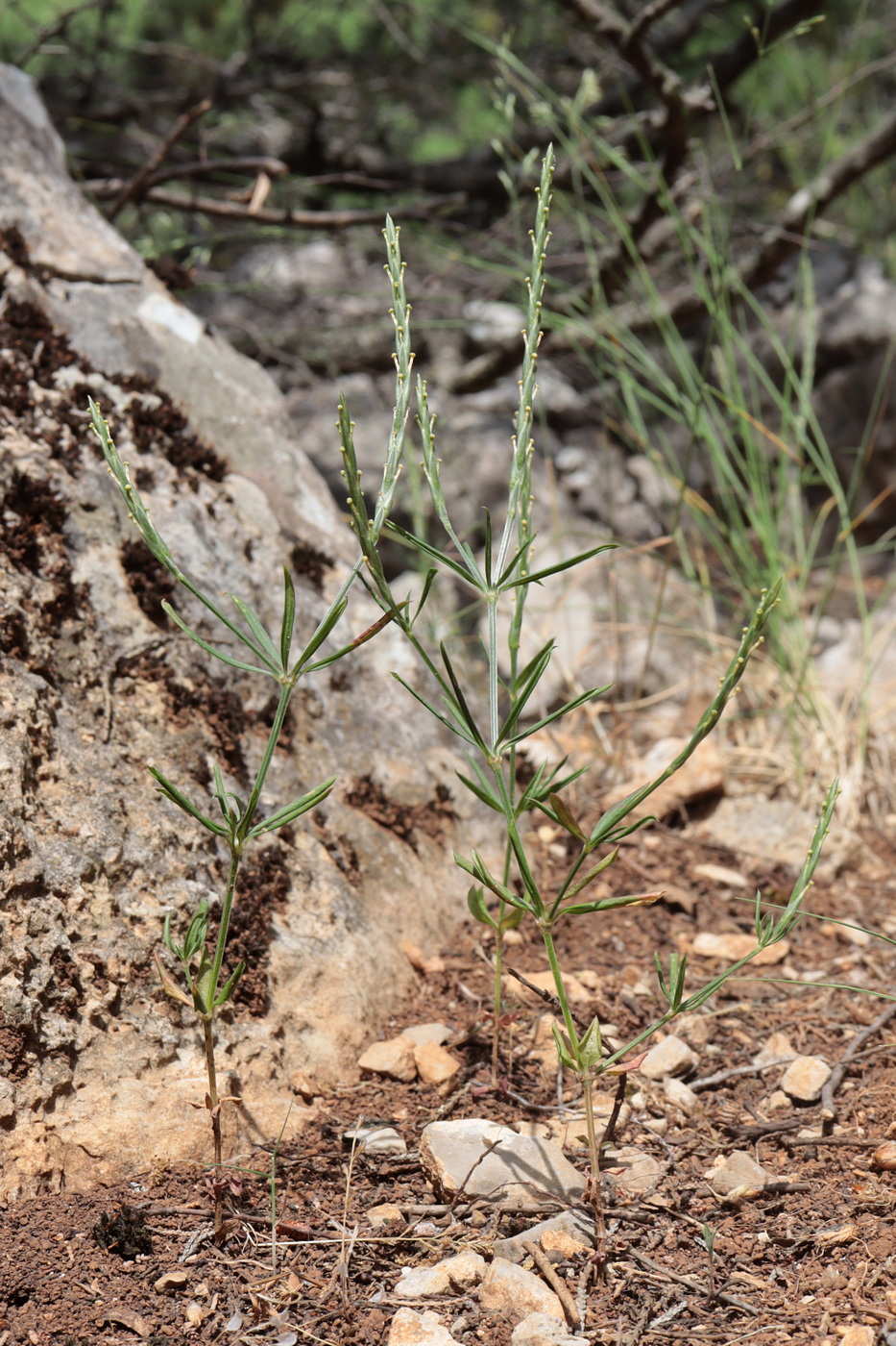 Image of Crucianella latifolia specimen.