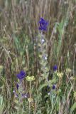 Salvia viridis