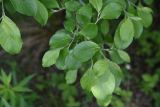 Salix caprea. Листья. Республика Ингушетия, Джейрахский р-н, окр. ур. Кашети, высота ок. 1950 м н.у.м., сосновый лес на гребне отрога. 18 июня 2022 г.