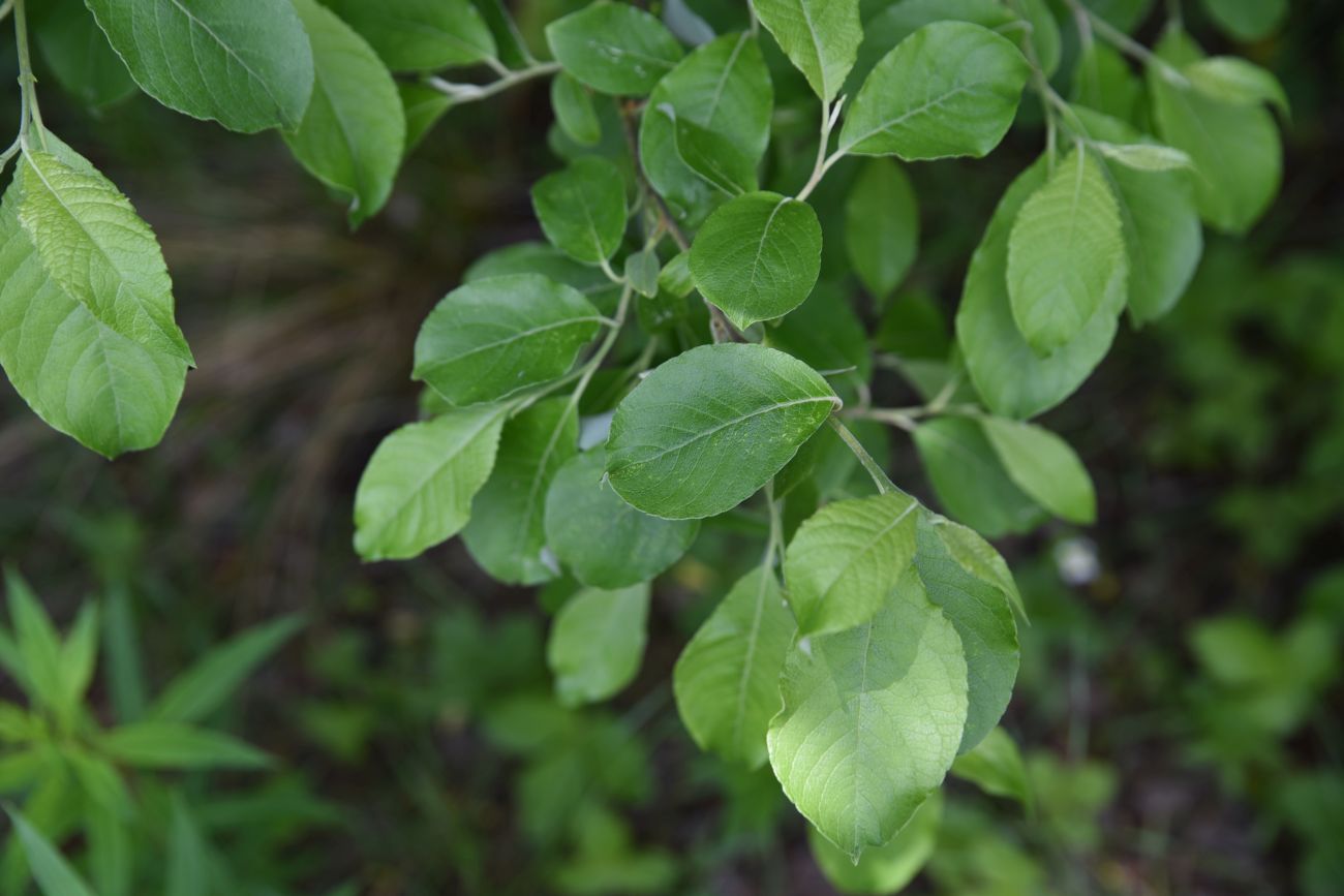 Image of Salix caprea specimen.