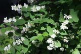 Philadelphus coronarius. Побеги с соцветиями. Санкт-Петербург, Кировский р-н, палисадник у дома, в культуре. 09.07.2022.