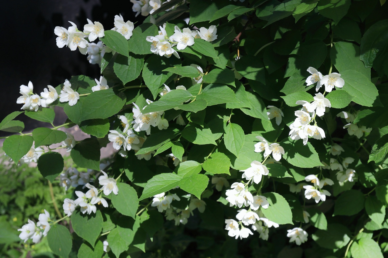 Image of Philadelphus coronarius specimen.