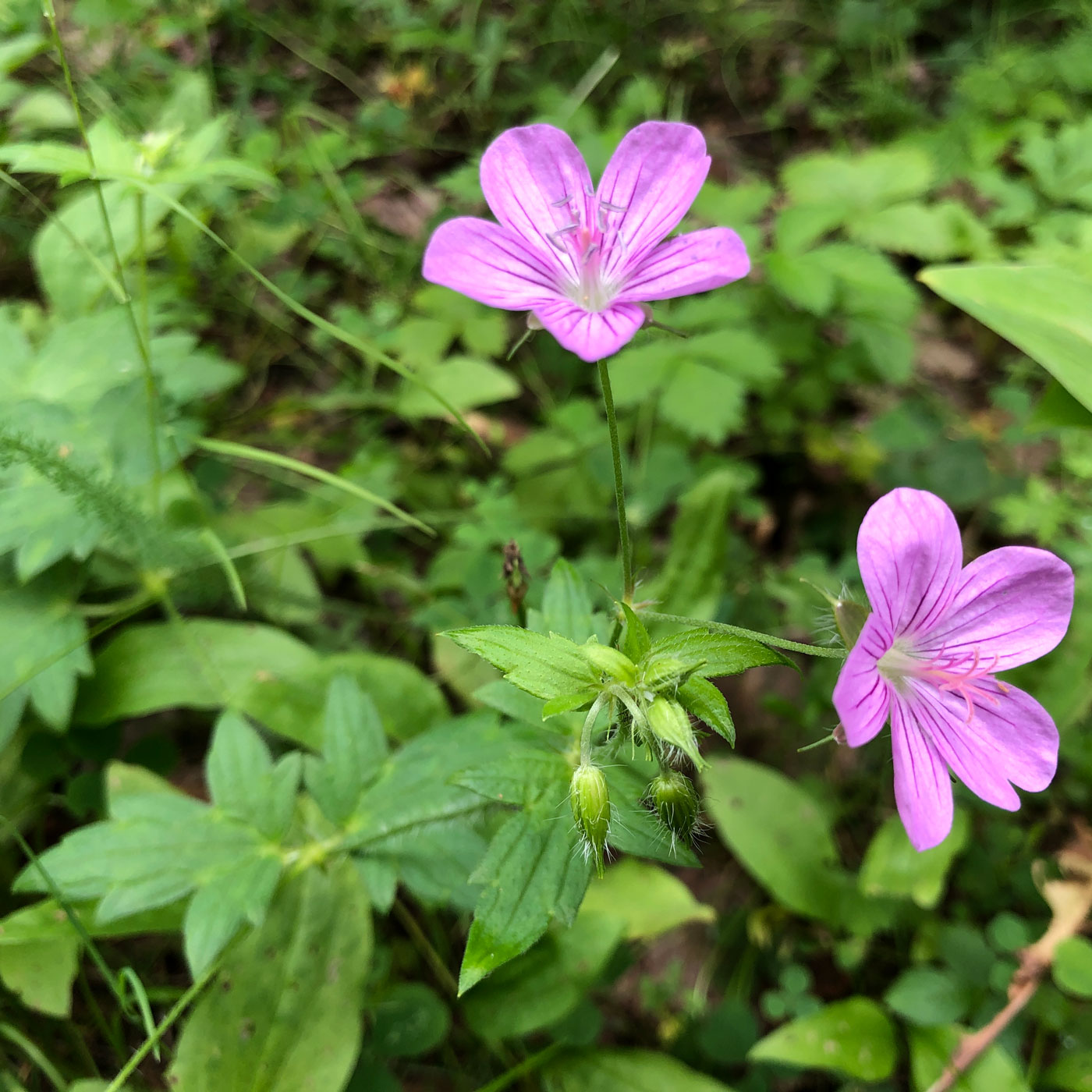 Изображение особи Geranium maximowiczii.