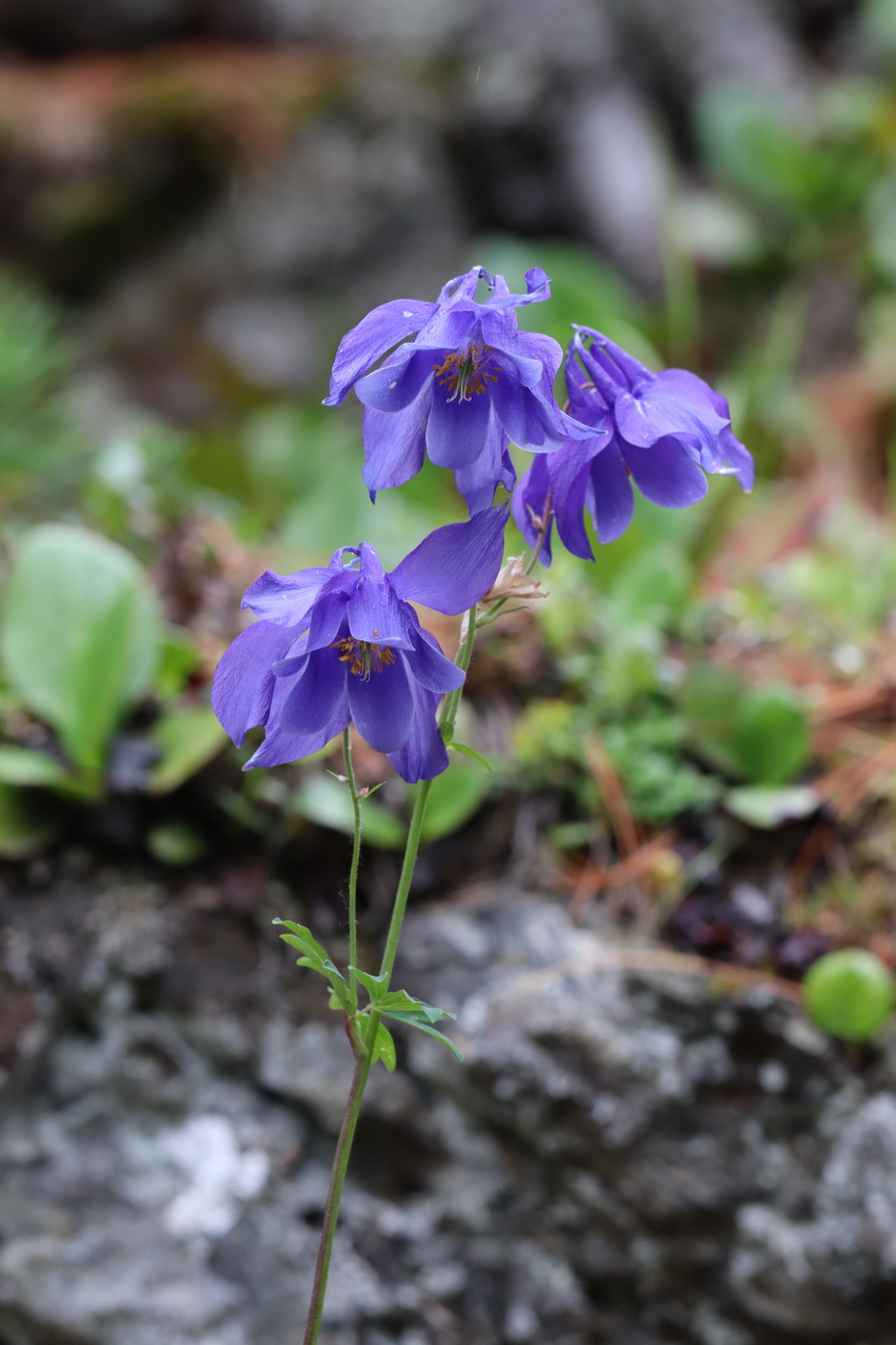 Изображение особи род Aquilegia.