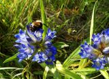 Gentiana decumbens