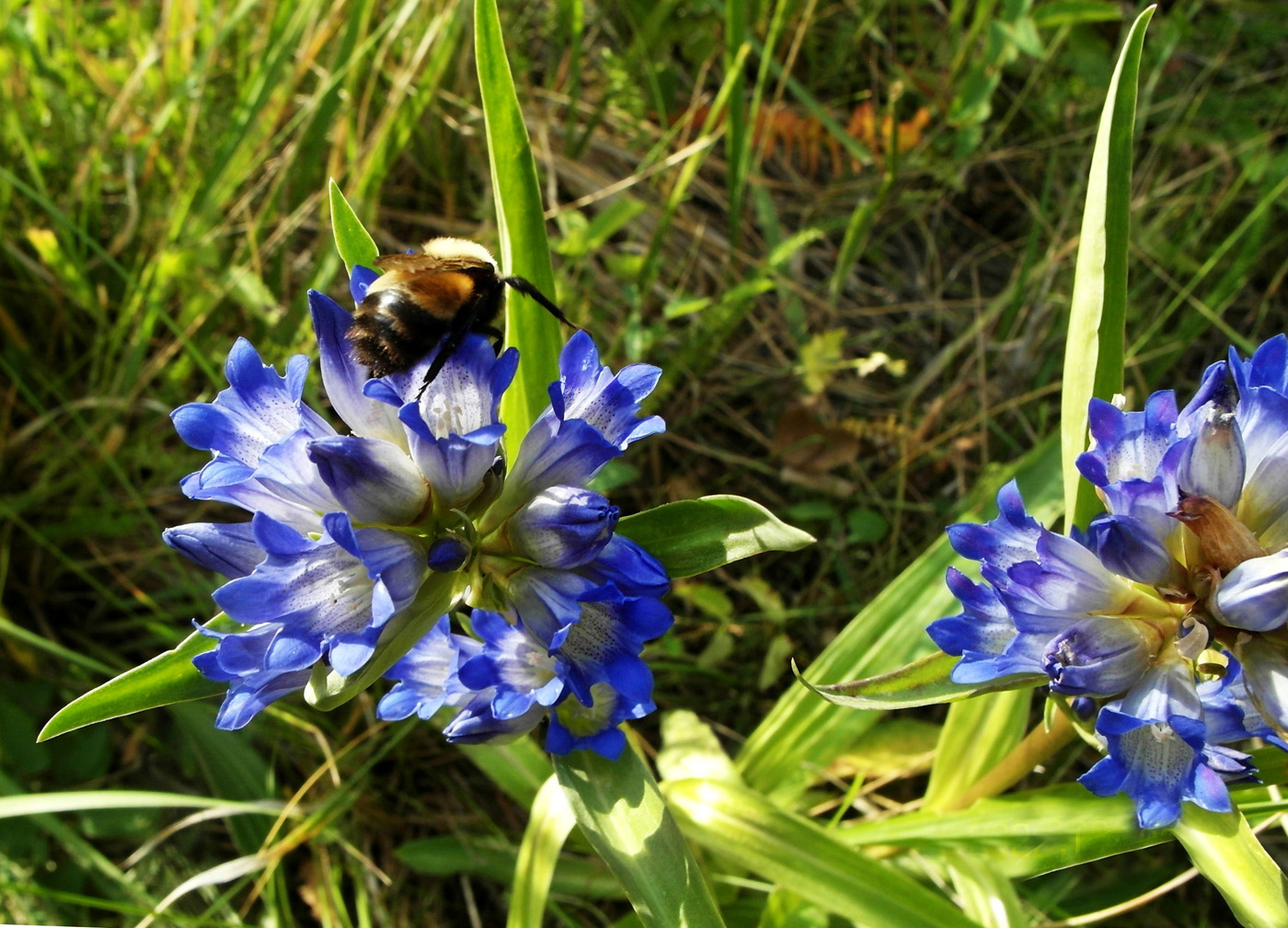 Изображение особи Gentiana decumbens.