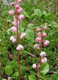 Pyrola incarnata