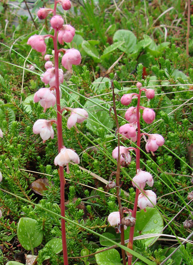 Image of Pyrola incarnata specimen.