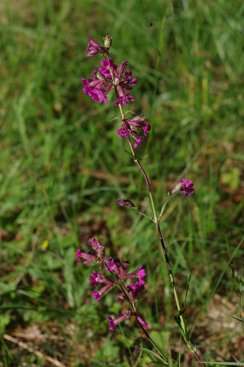 Изображение особи Viscaria vulgaris.