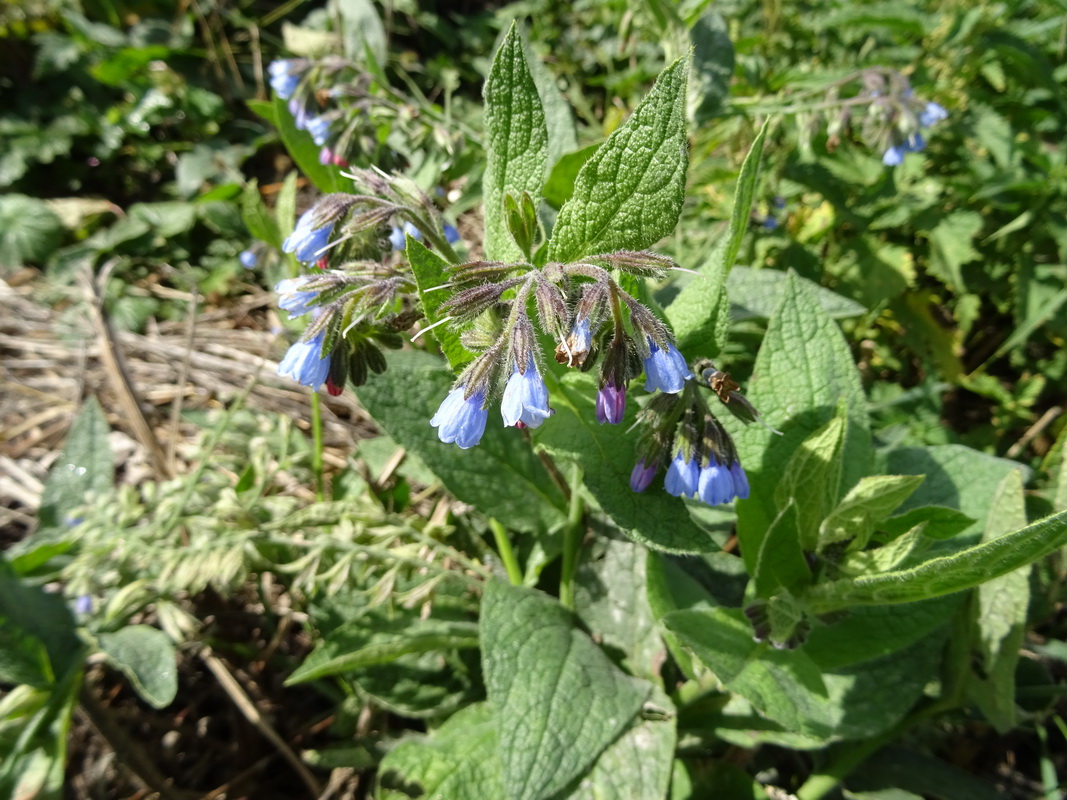 Изображение особи Symphytum caucasicum.