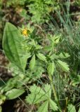 genus Potentilla. Верхушка цветущего растения. Республика Ингушетия, Джейрахский р-н, заброшенное селение Эгикхал, луг рядом с башнями. 22 июня 2022 г.