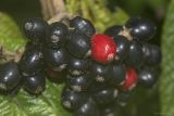 Viburnum rhytidophyllum