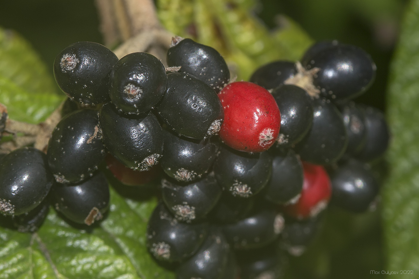 Image of Viburnum rhytidophyllum specimen.