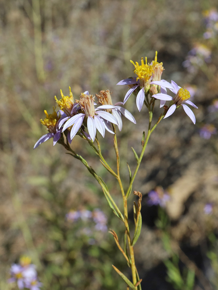 Image of Galatella coriacea specimen.