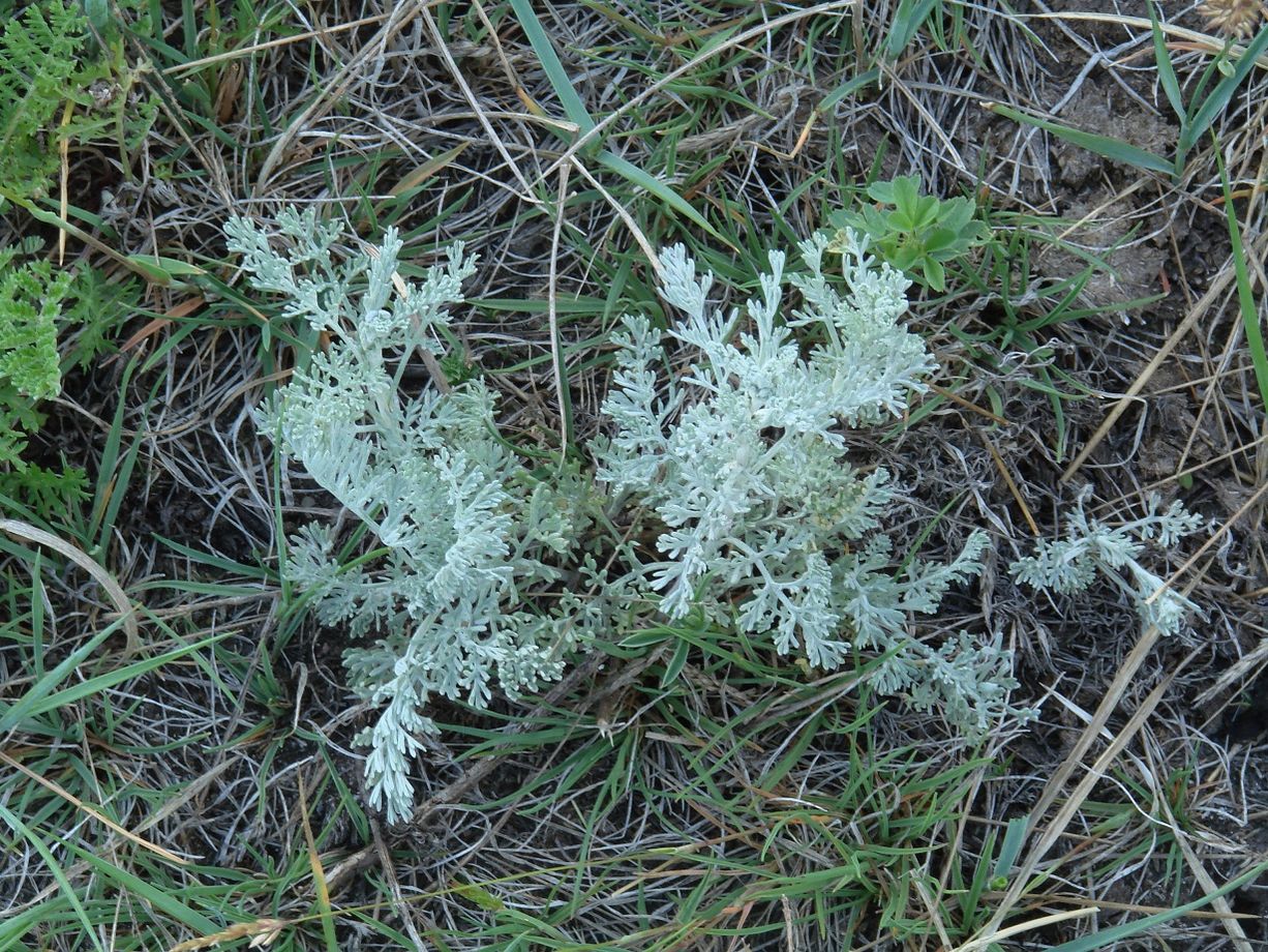 Image of Artemisia nitrosa specimen.