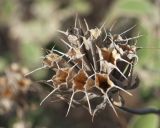 Phlomis chimerae. Сухое прошлогоднее соплодие. Турция, национальный парк \"Олимпос-Бейдаглары\", Ликийская тропа, окр. бухты Чиралы, сосновый лес, обочина тропы над берегом моря. 01.01.2022.