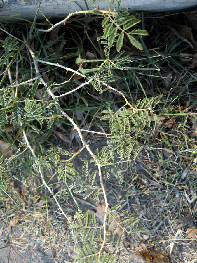 Image of Lagonychium farctum specimen.