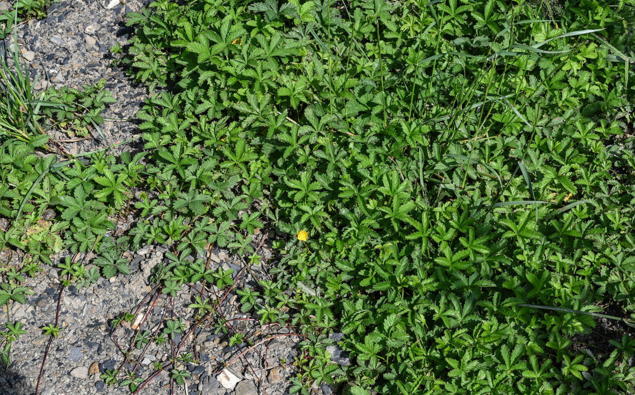 Image of Potentilla reptans specimen.