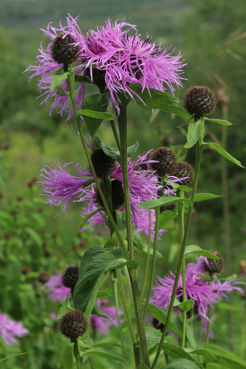 Изображение особи Centaurea phrygia.