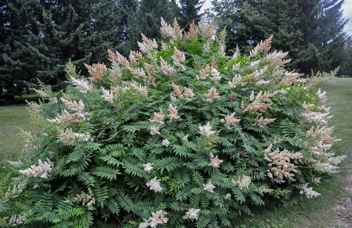 Image of Sorbaria sorbifolia specimen.