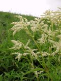 Aconogonon alpinum