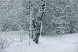Betula pendula