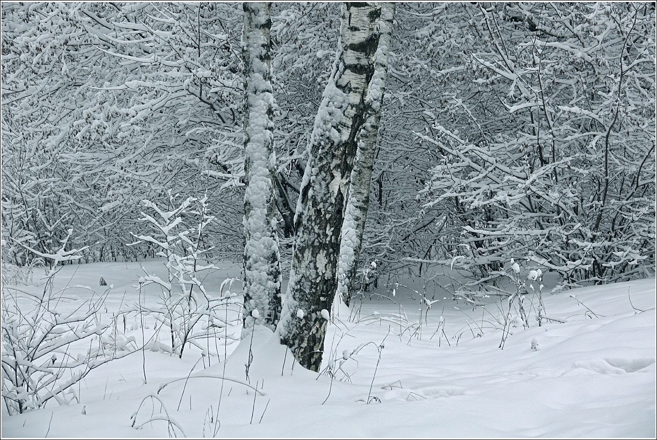 Изображение особи Betula pendula.