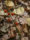 Convallaria majalis. Соплодие со спелыми плодами. Москва, Северо-Западный административный округ, р-н Строгино, Щукинский полуостров, тополёво-берёзовая рощица. 16.09.2022.