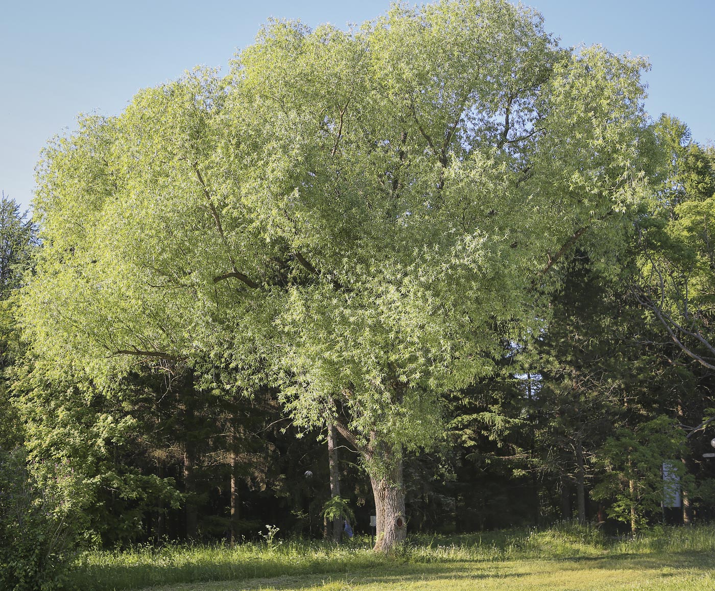 Image of Salix alba specimen.