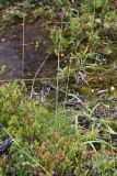 Carex vaginata. Плодоносящие растения у тропы в тундре. Мурманск, сопка Горелая. 08.08.2010.