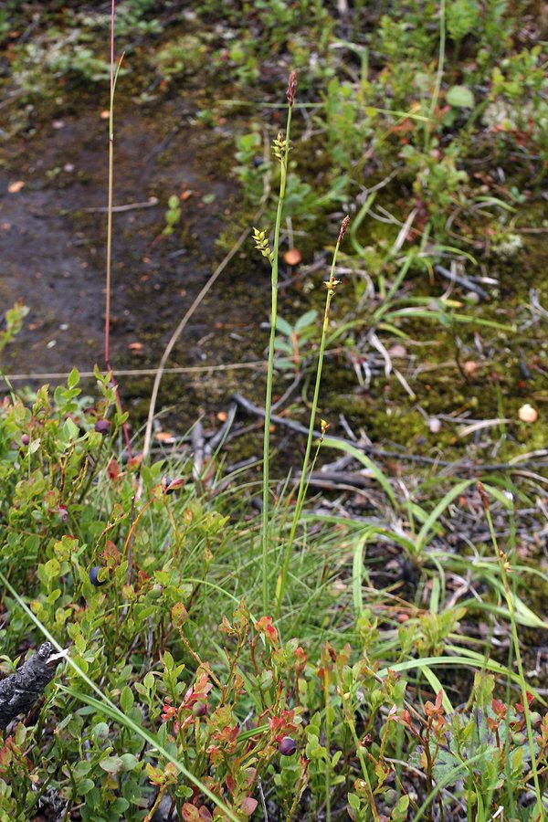 Image of Carex vaginata specimen.