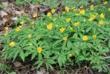 Anemone ranunculoides