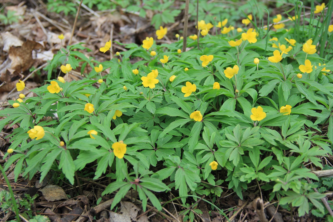 Image of Anemone ranunculoides specimen.