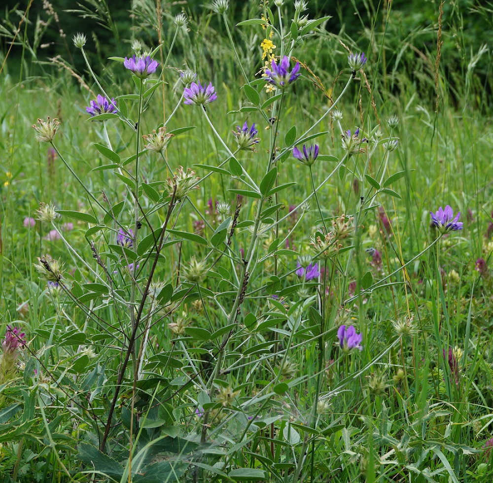 Image of Psoralea bituminosa ssp. pontica specimen.