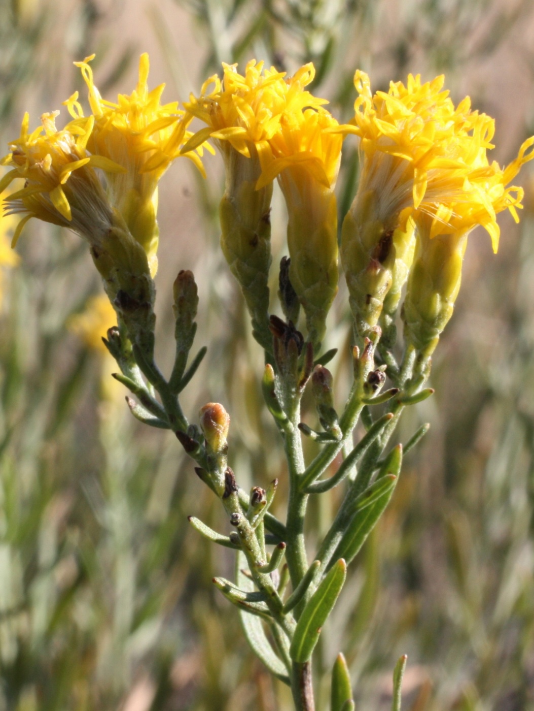 Image of Galatella tatarica specimen.
