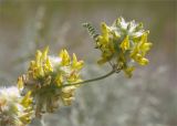 Astragalus vulpinus. Верхушка побега с соцветиями. Астраханская обл., Енотаевский р-н, окр. села Владимировка вблизи трассы \"Каспий\", полынно-злаковая степь. 02.06.2022.